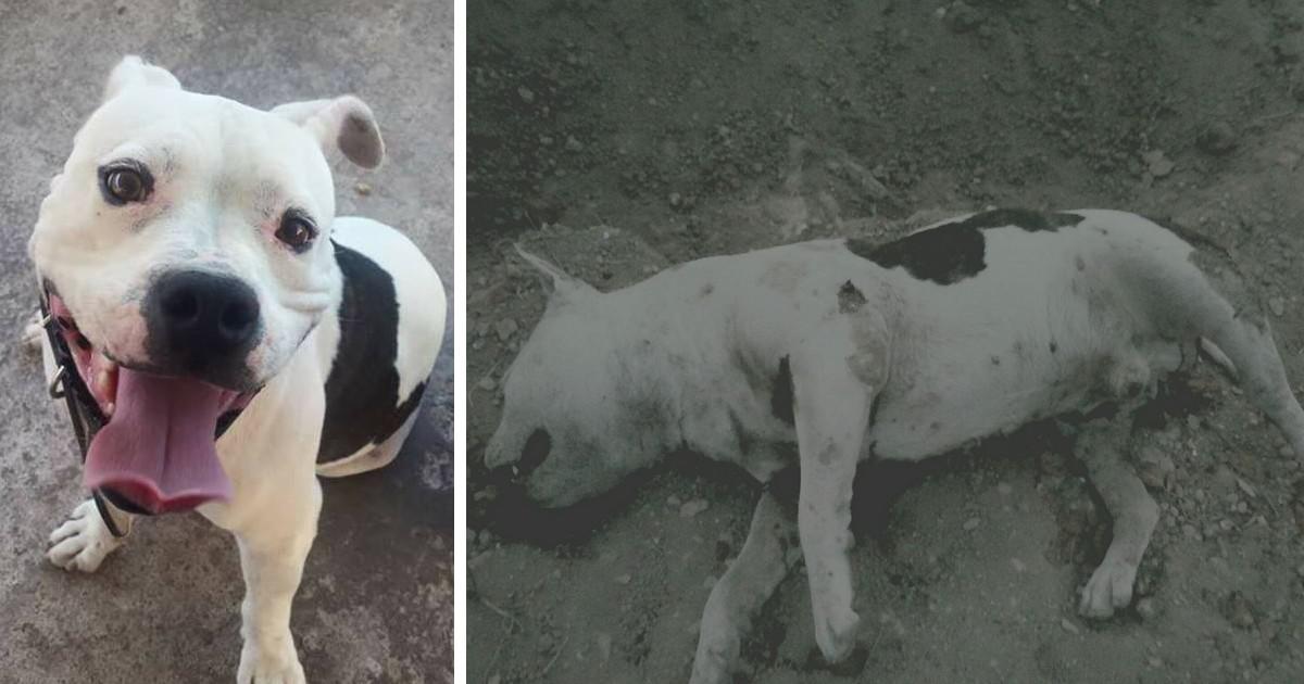 Φρίκη στην Αίγινα: Έχασε το σκυλί του και όταν το βρήκε ήταν βασανισμένο και κατακρεουργημένο