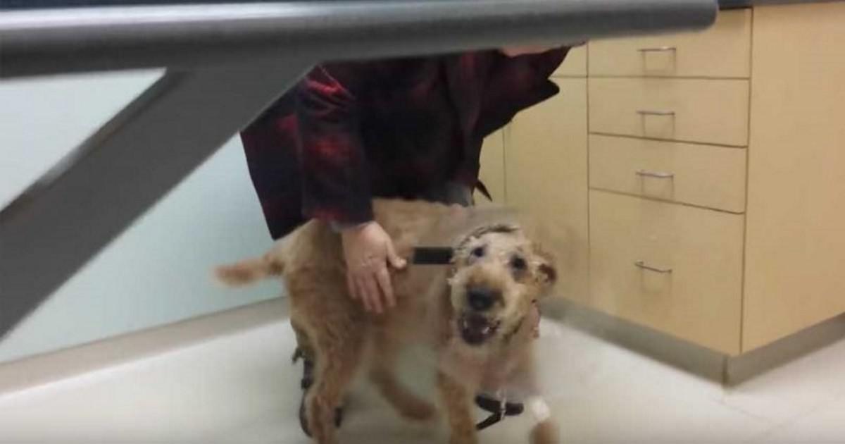 Τυφλός σκύλος βλέπει για πρώτη φορά στη ζωή του και η αντίδρασή του έχει συγκλονίσει πάνω από 14.000.000 θεατές παγκοσμίως