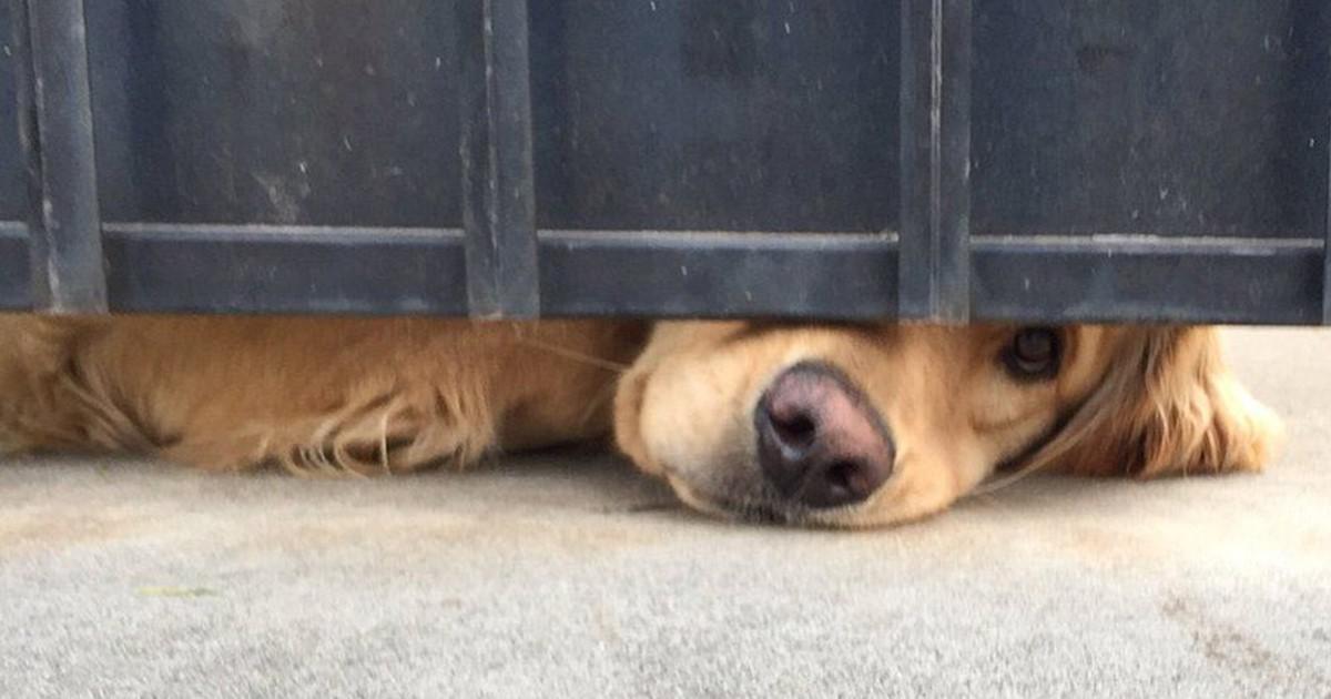 Κάθε μεσημέρι αυτός ο σκύλος βάζει τη μουσούδα του κάτω από τον φράχτη και περιμένει. Ο λόγος κάνει τον γύρο του διαδικτύου