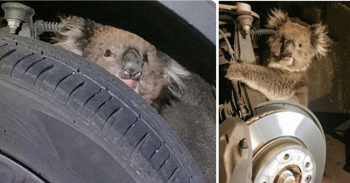 Αυστραλία: Koάλα βγήκε σώο από ταξίδι 16 χλμ. κρεμασμένο σε άξονα αυτοκινήτου