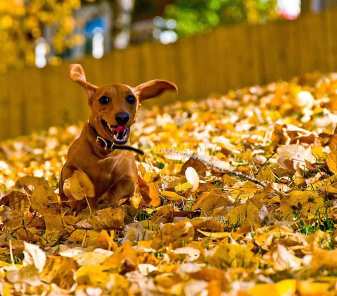 Σκύλοι που έχουν τρελαθεί με το Φθινόπωρο (14)