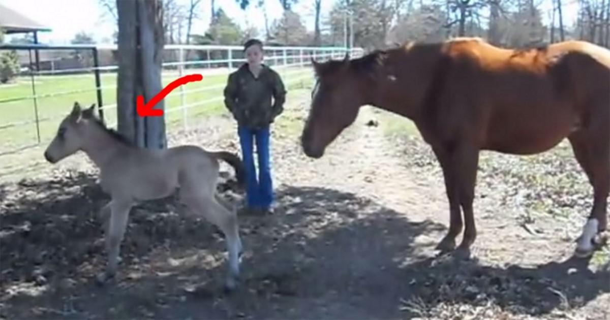 Νεογέννητο άλογο φτερνίζεται για πρώτη φορά και έχει την πιο ανεκτίμητη αντίδραση