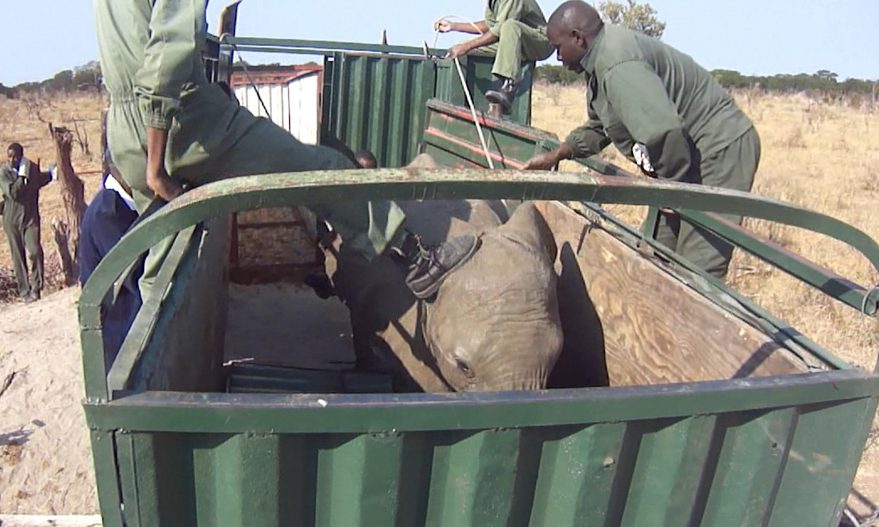Βίντεο καταγράφει την σκληρή διαδικασία αιχμαλωσίας νεαρών ελεφάντων ώστε να μεταφερθούν σε ζωολογικούς κήπους