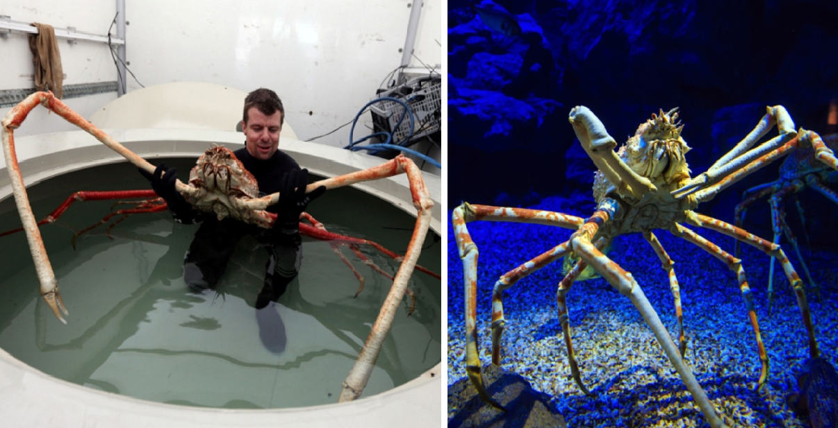 Τεράστιο καβούρι «αράχνη» είναι ο ιαπωνικός τρόμος των θαλασσών