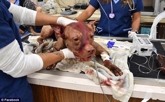 A pit bull puppy was beaten and stabbed before being stuffed in a suitcase and left to die