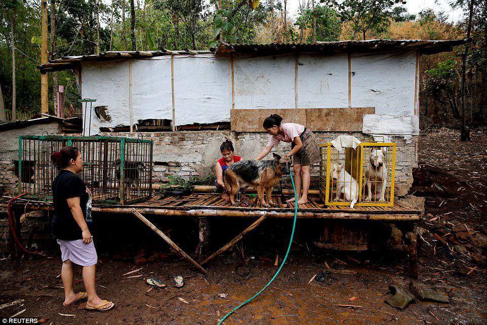 Clean: Agus Badud's wife and daughter wash the dogs at their house. Badud says the tradition gives local people a source of income as well as providing entertainment 