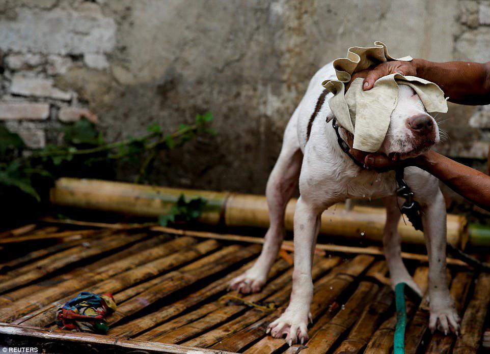 Rub-down: Agus Badud dries one of his dogs at his house in Cibiuk village. 'It is a criminal act against animals,' said Indonesian animal rights activist Marison Guciano. 'The government and NGOs should go to the field to stop this event and educate the people that dog fighting is not right'