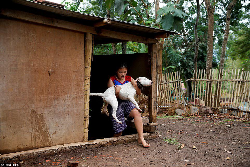 Fun for all the family: Dog breeder Agus Badud's daughter carries one of the dogs to wash him at their house