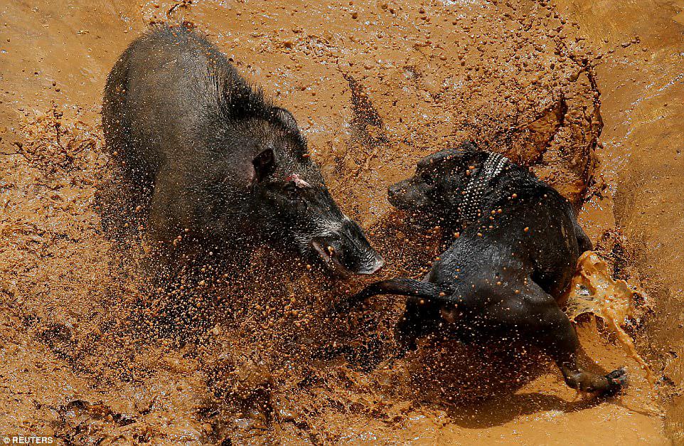 Pig versus Pooch: If a boar survives a battle, once healed it will be returned to the arena to fight another day. If not, it will be butchered and sold for meat. Participants say the fights test the agility and hunting abilities of the dogs. And winning dogs can bring in a prize of up to £1,500. Pictured: A wild boar locked in mortal combat with a dog in the 50 ft by 100 ft muddy arena surrounded by bamboo 
