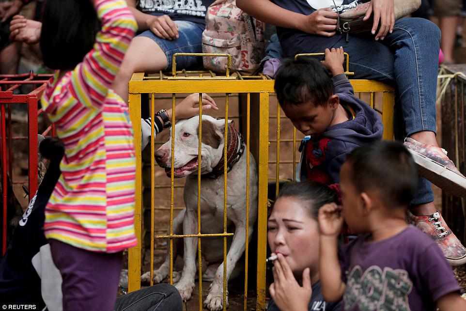 Family affair: Dog breeder Agus Badud sits near the cage of his dog with his children and wife. The fights take place in a 50 ft by 100 ft arena surrounded by a bamboo fence to protect spectators, and only end when one of the animals is injured