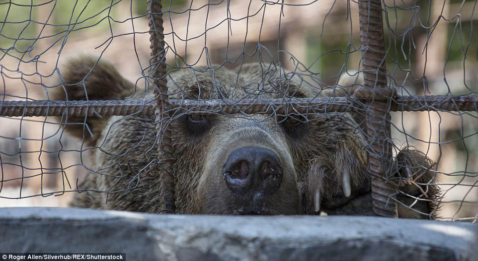 Feed me: Many of the bears have lived their entire lives inside cages or small enclosures for the entertainment of diners, shoppers and bored commuters across Armenia