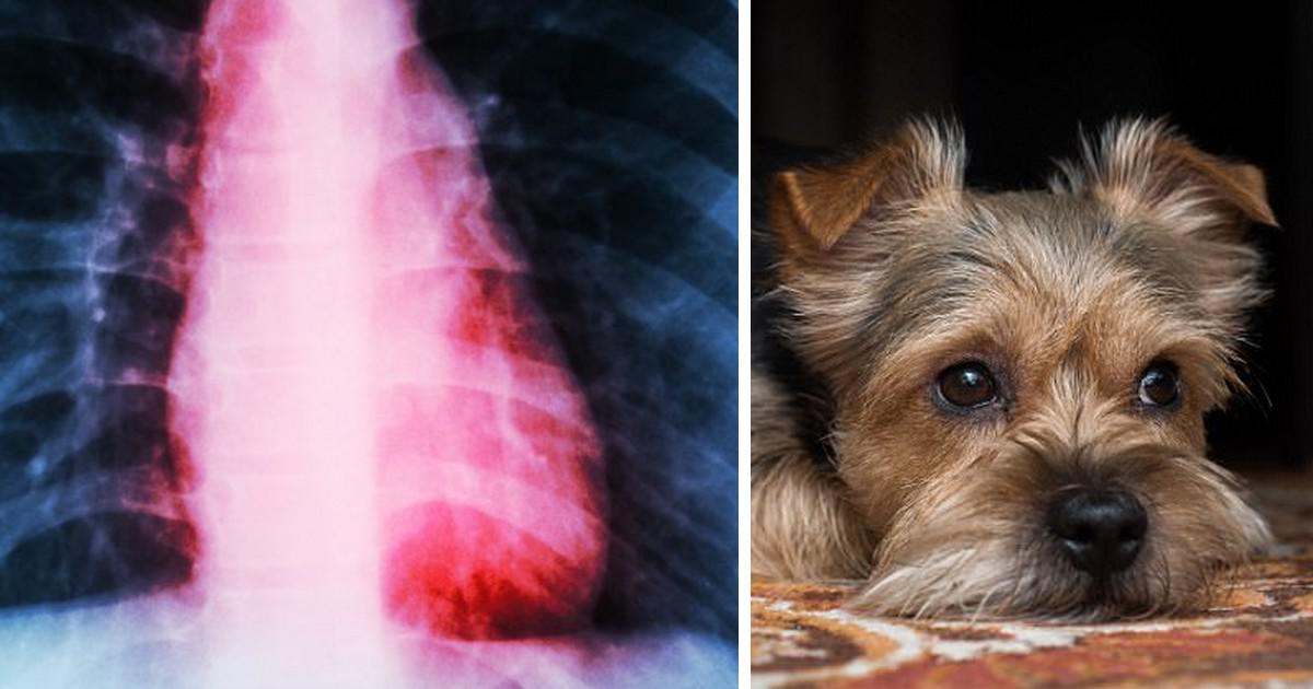 To σύνδρομο «ραγισμένης καρδιάς» έπαθε γυναίκα που έχασε το σκύλο της