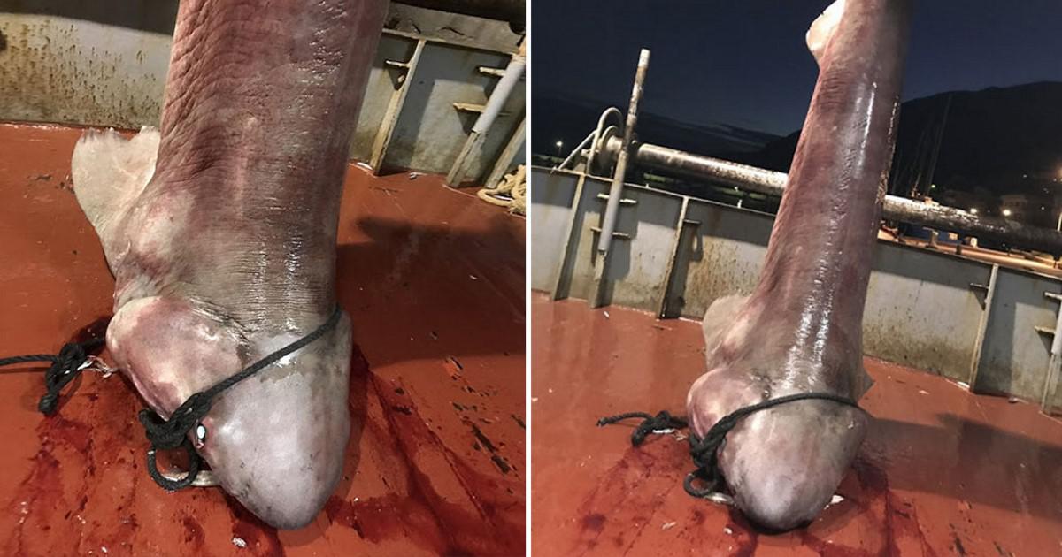 Ψαράδες έπιασαν καρχαρία τεσσάρων μέτρων στον Αστακό Αιτωλοακαρνανίας