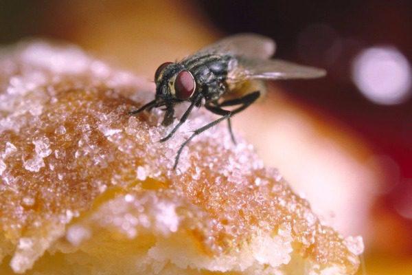 Αυτό που συμβαίνει όταν μια μύγα κάθεται στο φαγητό σου είναι πολύ χειρότερο από όσο νομίζεις