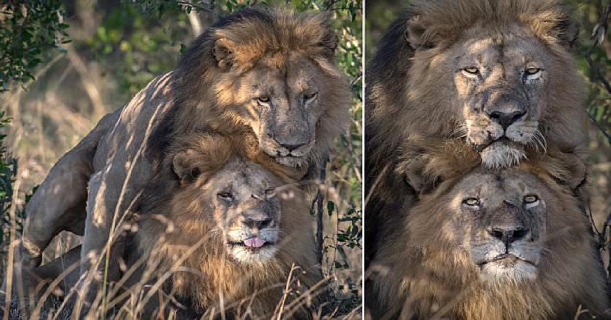Γκέι λιοντάρια φωτογραφήθηκαν να μουγκρίζουν σε τρυφερό ενσταντανέ