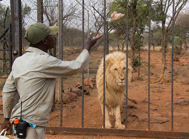 A chicken is fed to an older lion, getting it used to human contact while in a wire cage 