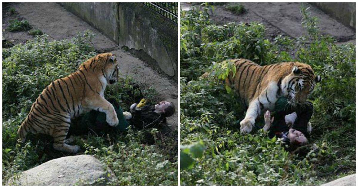 Τίγρης επιτέθηκε και κακοποίησε φύλακα που της πήγαινε φαγητό όταν το κλουβί της αφέθηκε ανοιχτό από λάθος