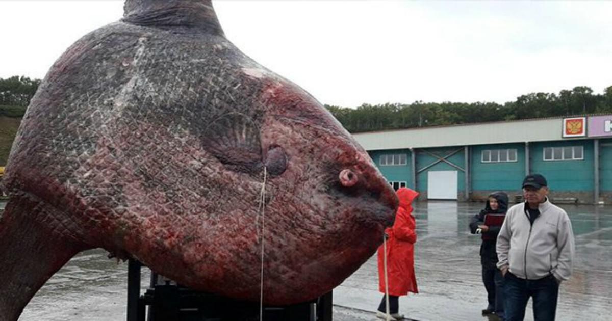 Ρώσοι ψαράδες έπιασαν σπάνιο φεγγαρόψαρο «γίγαντα» 1.2 τόνων και το ταΐσανε σε άγριες αρκούδες