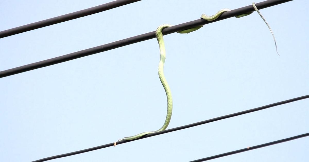 Φίδι κυνηγάει ένα πουλί στα καλώδια του ηλεκτρικού ρεύματος
