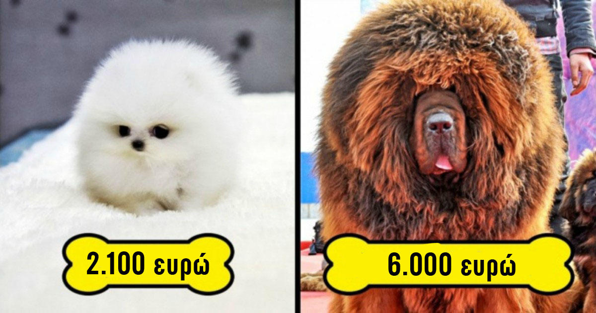 Οι 10 πιο ακριβές ράτσες σκύλων στον κόσμο είναι και οι πιο χαριτωμένες