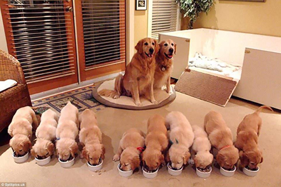 Proud parents: This mother and father golden retriever look very proud of their ten equally precious pups