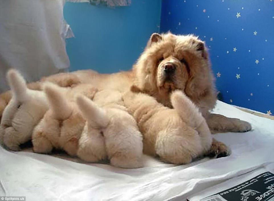 Four in a row: An extraordinarily fluffy mother surveys four identical wagging tails as she nurses her pups