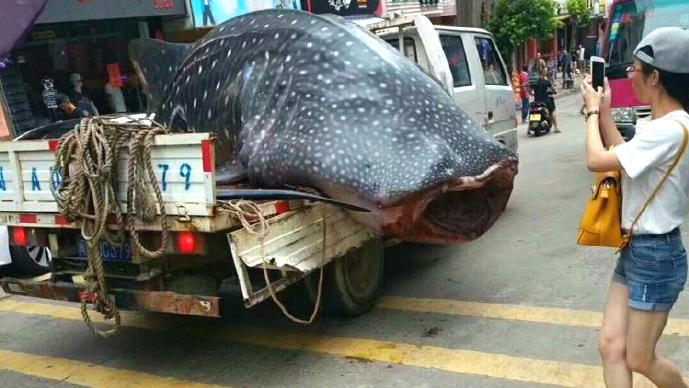 Βίντεο δείχνει ψαρά να μεταφέρει με το φορτηγάκι του ζωντανό φαλαινοκαρχαρία για να τον πουλήσει σε εστιατόριο της πόλης