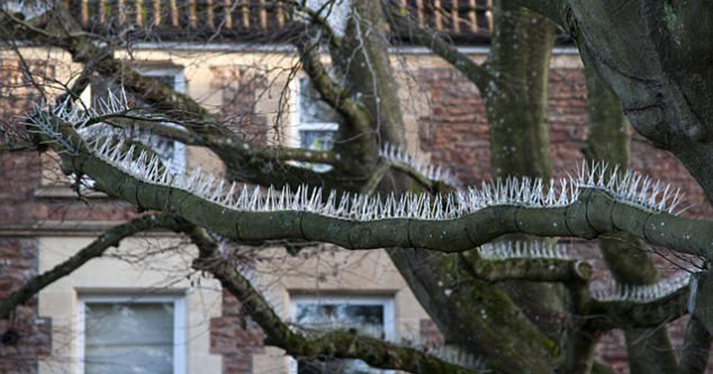 Πλούσιοι έβαλαν καρφιά σε δέντρα για να μην κάνουν κουτσουλιές τα πουλιά στα πολυτελή αυτοκίνητα τους
