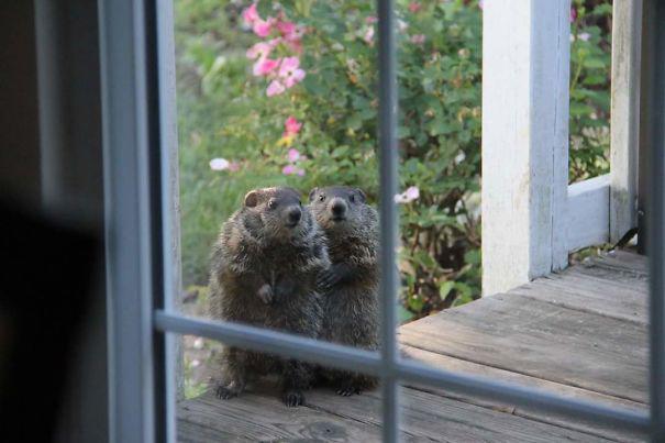 My Aunt Got Some New Neighbors Who Came By To Introduce Themselves Today.