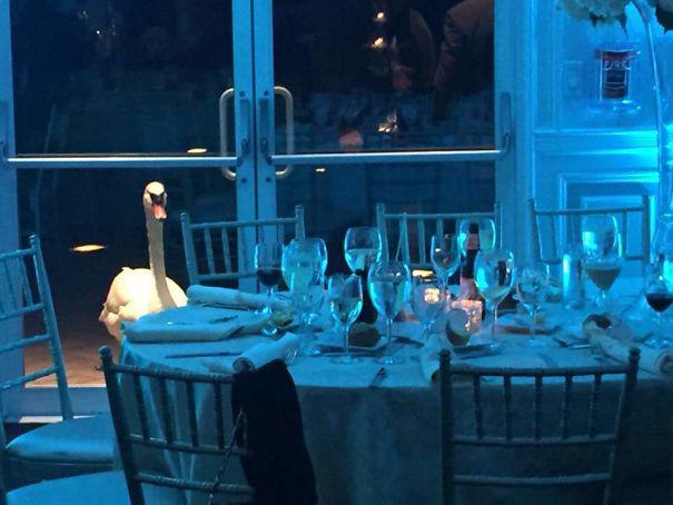 My Buddy Went To A Wedding Last Weekend And This Swan Wouldn't Stop Staring At Him Through The Door
