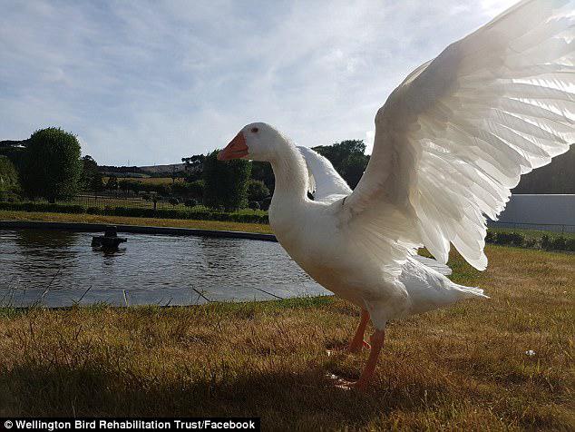 Henry died in 2009 at the aged of 30 and Henrietta soon flew off with another swan, leaving Thomas all along in his old age, sometimes heard crying over his mate