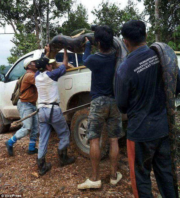 The creature was so large it took four of them to carry it to the group's pick-up truck