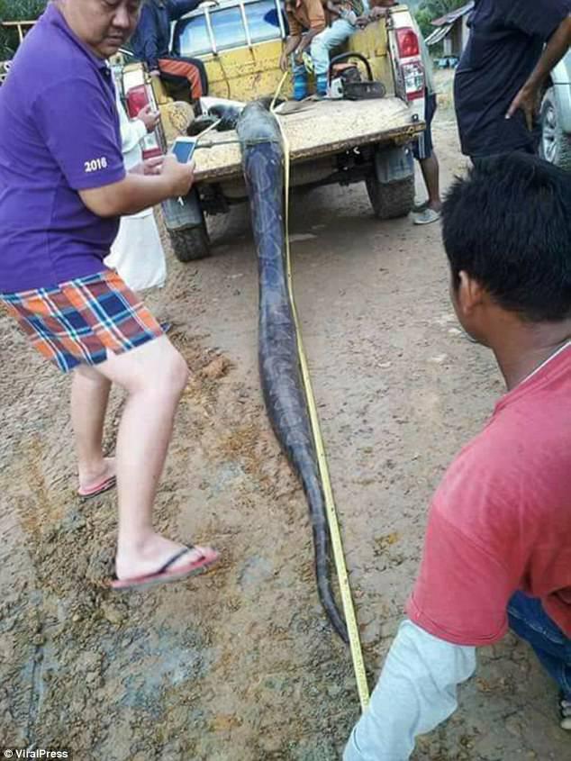 The female python measured 20 feet, just six feet shorter than the largest python recorded in Malaysia