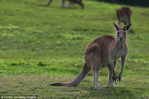 He was lining up a shot at two kangaroos from the moving car and was leaning out of the window