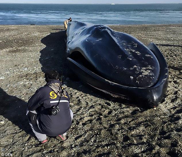 The huge 66 feet whale created a stir among locals after it was discovered on the shoreline of Punta Arenas in the Magallanes Region of the country.