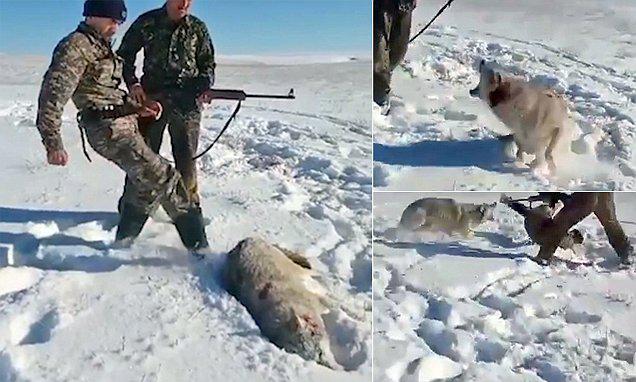 Κυνηγός πυροβολεί τον λύκο, τον κλωτσάει για να δει αν είναι νεκρός και τελικά παίρνει αυτό που του αξίζει
