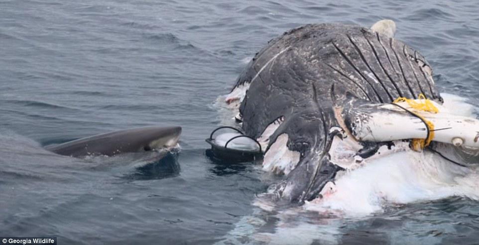 Αγέλη από λευκούς καρχαρίες κατακρεουργεί τεράστια φάλαινα