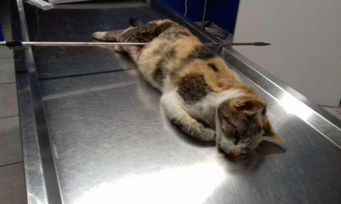 Ποινή «χάδι» για τον βασανιστή που καμάκωσε με ψαροντούφεκο γάτα που βρήκε στην αυλή του
