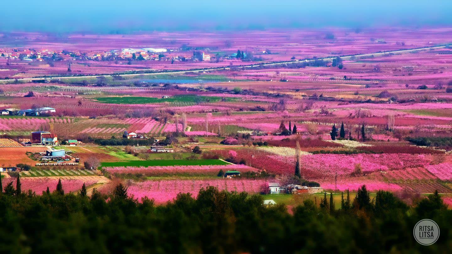 Ολόκληρος ο κάμπος της Ημαθίας κάθε άνοιξη βάφεται ροζ και το θέαμα είναι εκπληκτικό