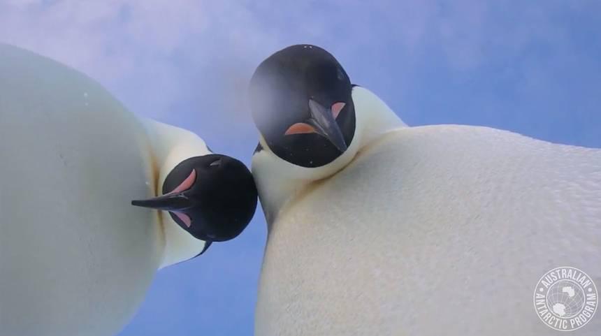 Δύο αυτοκρατορικοί πιγκουίνοι ποζάρουν για μια selfie και το βίντεο τους έγινε γρήγορα viral