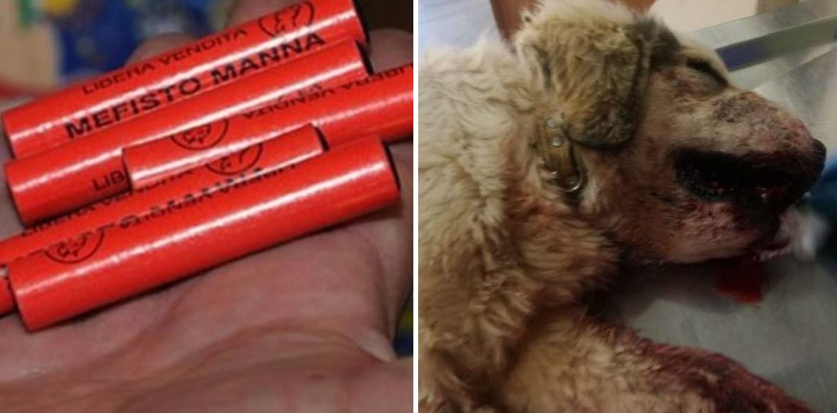 Καλαμάτα: Ανθρωπόμορφα κτήνη έβαλαν κροτίδες στο στόμα σκύλου και το ζώο πέθανε μαρτυρικά