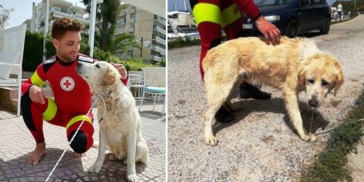 Ναυαγοσώστες του Ελληνικού Ερυθρού Σταυρού διέσωσαν σκύλο που εγκλωβίστηκε σε βράχια στην Πάτρα