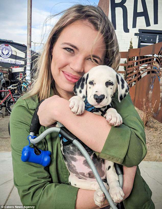 Never change his spots:Â Lexi Smith from Denver, Colorado, realised a life-long dream of owning a Dalmatian when she picked up 12-week-old Wiley last month