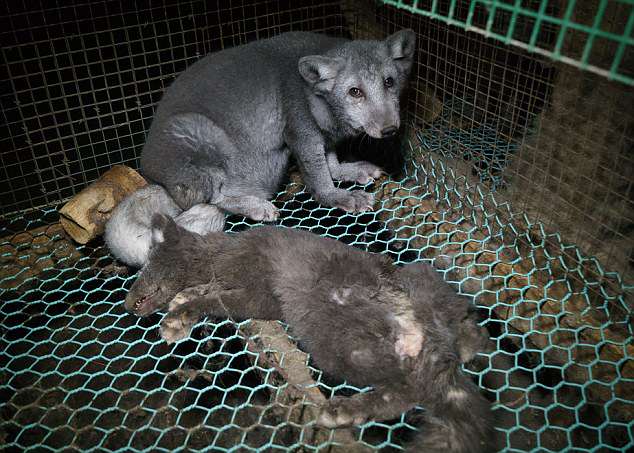 Foxes at other fur farms are shown living in equally deprived conditions, one sharing a cage with a dead pup