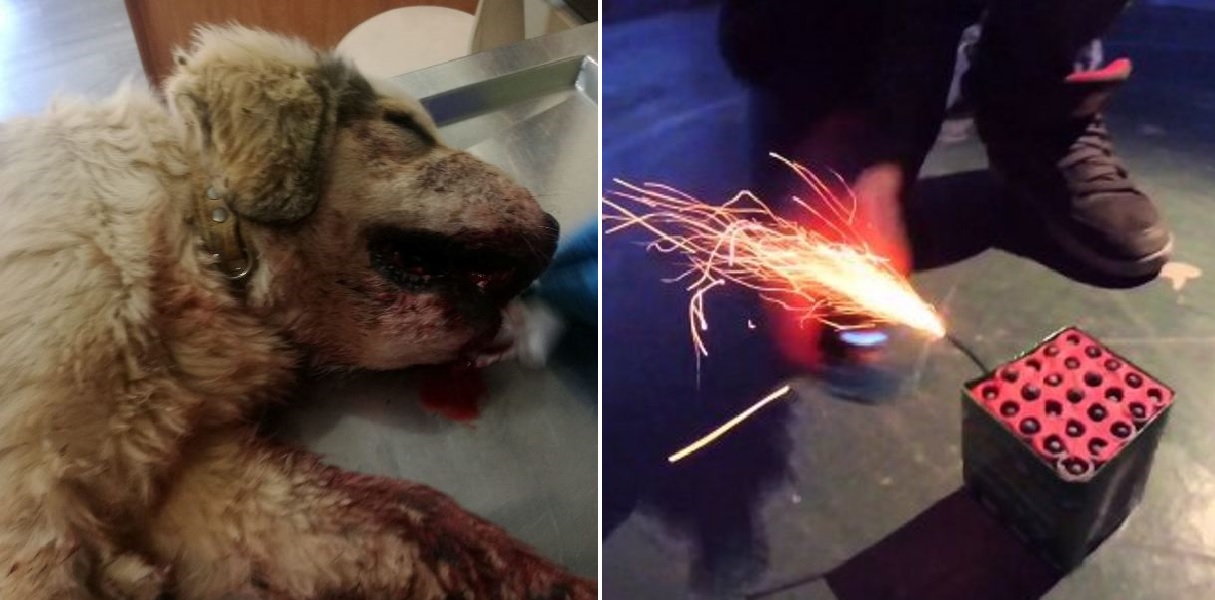 Καλαμάτα: Νεκρός σκύλος από κροτίδες που του έβαλαν στο στόμα για να σπάσουν πλάκα