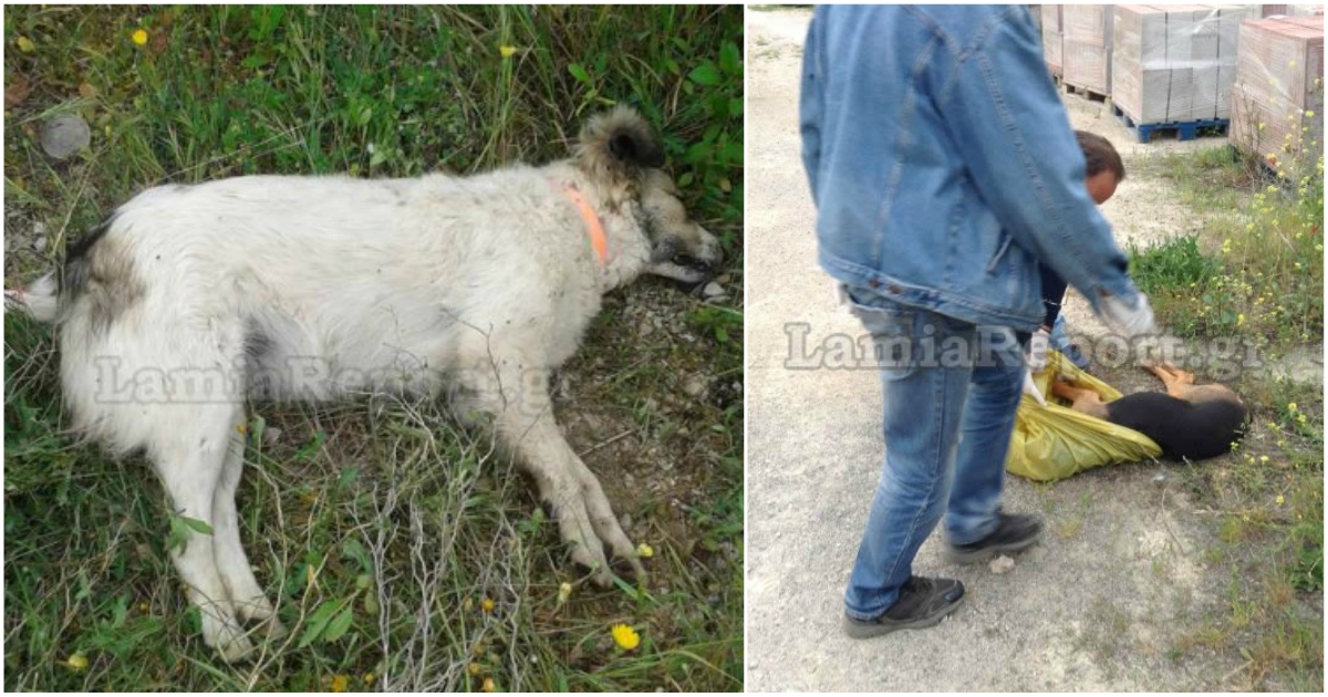 Λαμία: Έριξαν φόλες και δολοφόνησαν τρία αδέσποτα σκυλιά