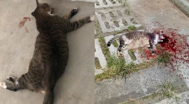 Μαθητής σκότωσε γάτα σε παιδική χαρά στη Λάρισα και όσοι τον είδαν κράτησαν τα στόματα τους κλειστά