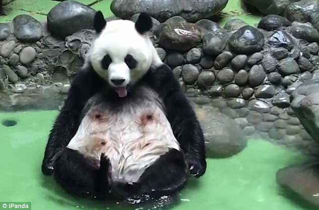 The happy looking panda splashing about as he let out a big yawn seemingly very relaxed