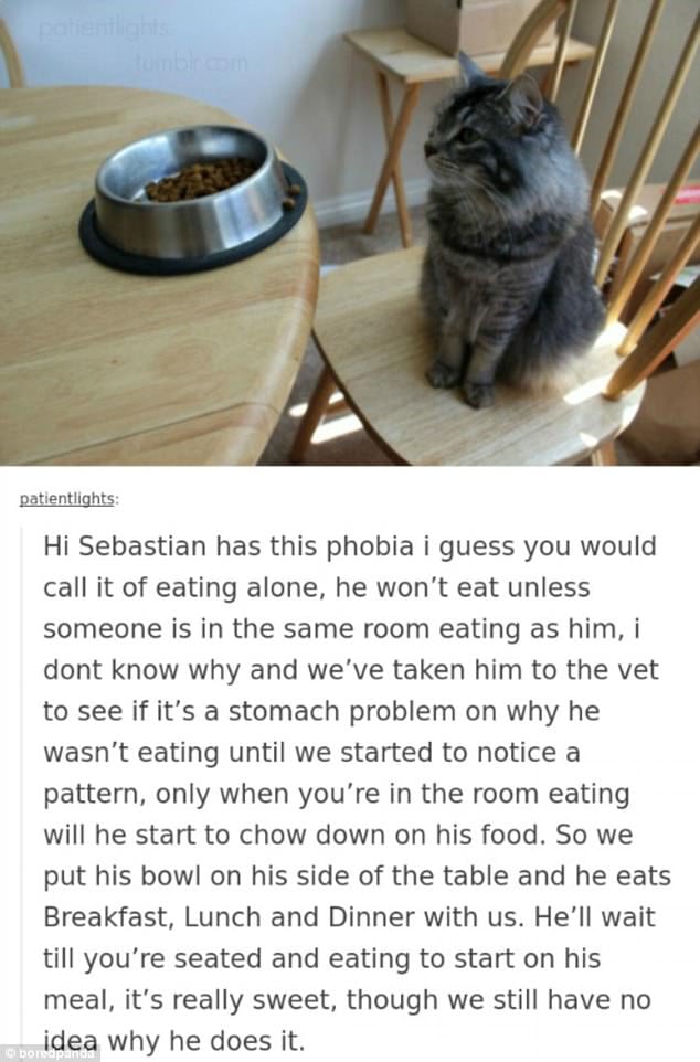 This lovable cat won't eat unless someone is with him, so his family started eating their meals with them