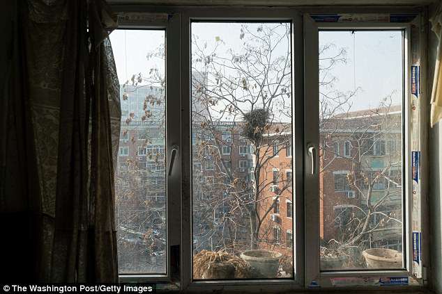 With his wife dead, one son estranged and another living in Canada since 2003, he didn't think he would survive his crippling loneliness looking out his window alone